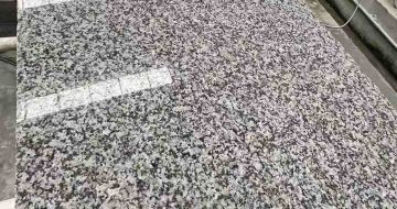 舟山 芙蓉白光面